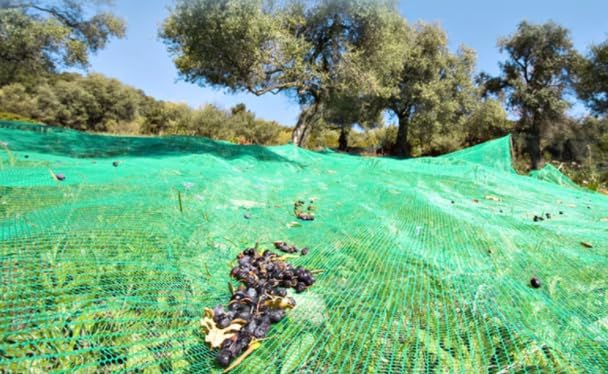 OLIVE NET2.jpg