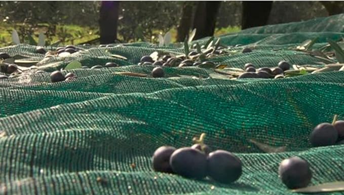 OLIVE NET3.jpg