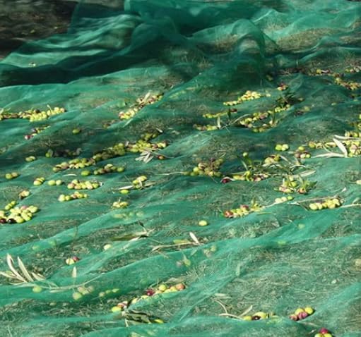 OLIVE NET2.jpg